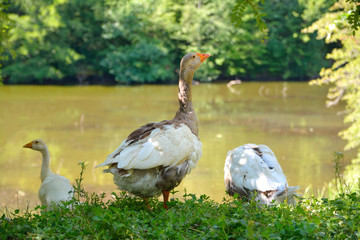 the goose stands on the shore of the lake