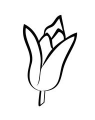 Vector illustration, tulip flower in black and white colors