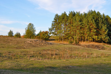 pine trees on the edge