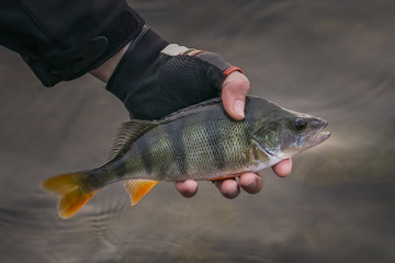 Perch fish trophy in hand of fisherman above water.