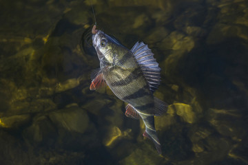 Fototapeta premium Perch fish trophy in water. Fishing background