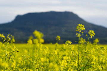Obraz premium oilseed rape field