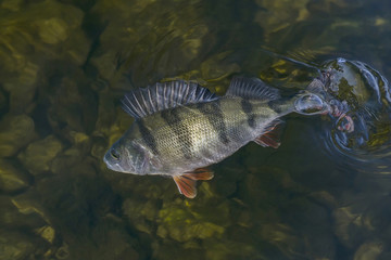 Fototapeta premium Perch fish trophy in water. Fishing background