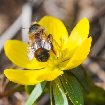 Biene mit starkem Milbenbefall auf gelben Winterling im Fr&uuml;hling