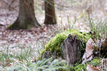 Old mossy tree trunk in a wooded area. Traces of an old logging.