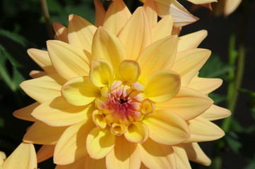 Beautiful and colorful Dahlia flower