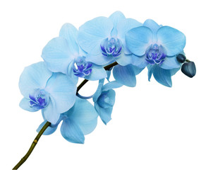 Naklejka na ściany i meble Blue orchid flowers