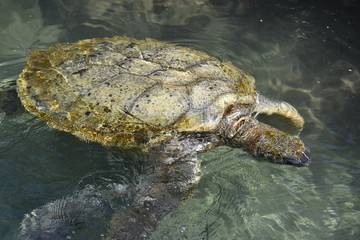 Fototapeta premium Sea Turtle