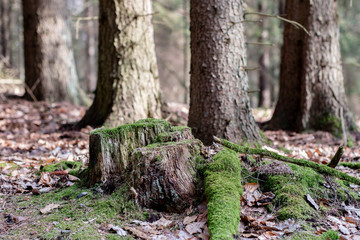Old mossy tree trunk in a wooded area. Traces of an old logging.