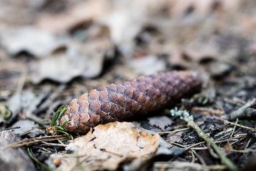 The spruce tree cone on a forest road. Forest bedding shown close up.