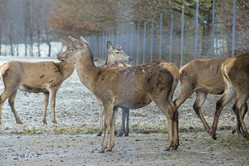 deer on the field