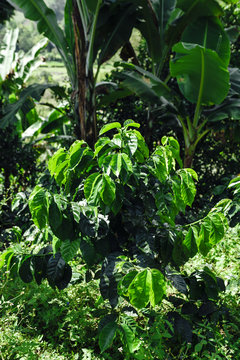 Coffee plant surrounded by banana trees in a coffee farm in the countryside of Salento, Colombia
