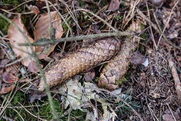 The spruce tree cone on a forest road. Forest bedding shown close up.