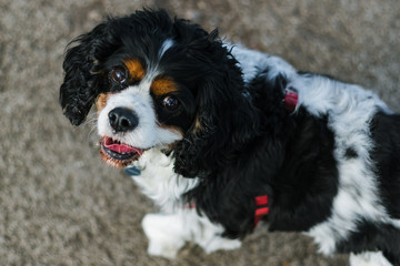 King charles spaniel dog looking up close walking