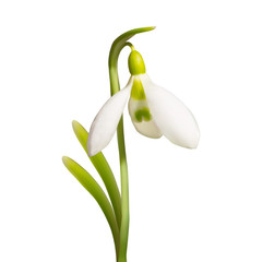 vector beautiful realistic snowdrop flower isolated on white background. Flowering primrose galanthus. Element for design