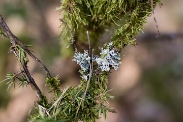 Old mossy branches in bright light. An old leaved forest.