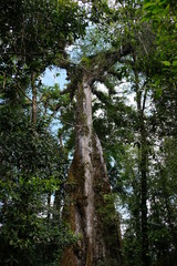 Fototapeta premium Very high and ancient tree