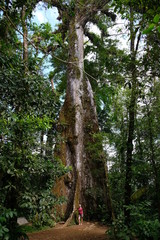 Fototapeta premium Very high and ancient tree