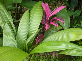 Obraz premium Beautiful red Costa Rica