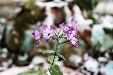 Прекрасный цветок в начале зимы (A beautiful flower in the beginning of...