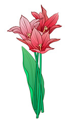 Color graphic set, linear, engraving drawing of a bouquet of three elegant red and pink tulip flowers. Vector illustration, isolated on background.