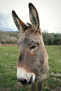 Cute Donkey in the Countryside. Closeup. Green Grass, daylight
