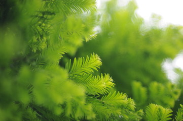 Fototapeta premium Redwood detail leaves