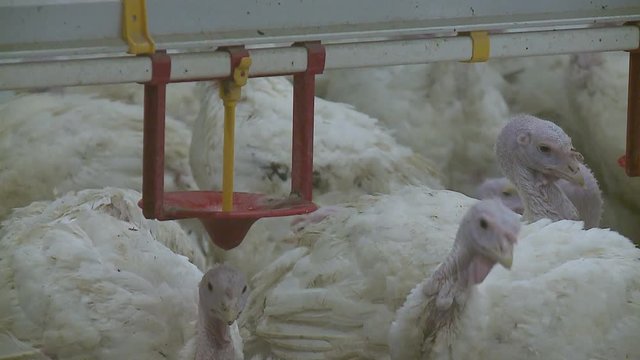 Poultry farm for growing broiler turkeys ; Premises at poultry farm for growing broiler turkeys,video clip
