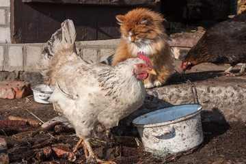 White chicken and cat in the yard
