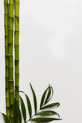 Fototapeta na wymiar branches of a bamboo board on a white background, 