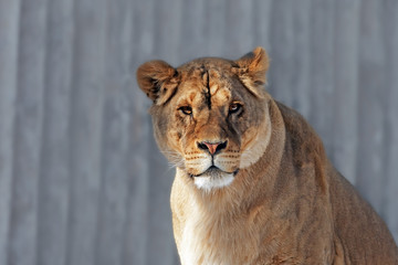 muzzle of a lioness on blurry background