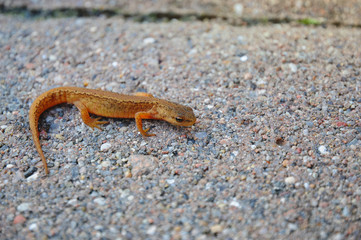 Small cute lizard on rock stones