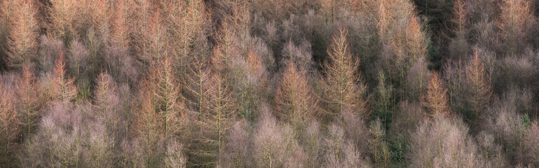 Gribdale Forest, North Yorkshire. UK