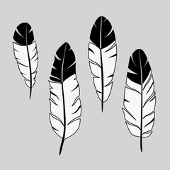 feathers, ink hand drawn stock vector © dmitry375