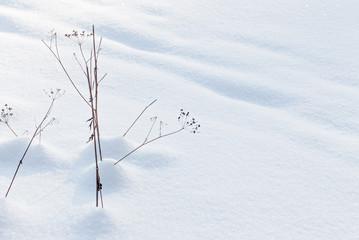 dry grass with snow as a background