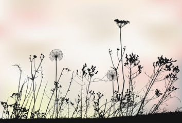 Floral background with dandelions - vector illustration