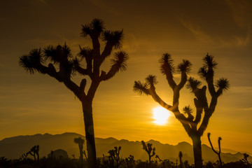 Joshua Tree Nationalpark, USA