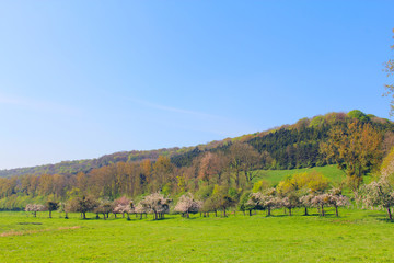 Fototapeta na wymiar Landscaped field and apple trees