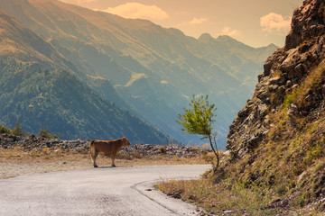 Cow on the road in the mountain at sunset in the Greece.