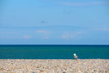 Obraz premium Seagulls on pebble beach