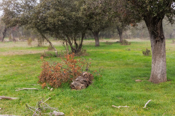 Mogollones. Landscape near Caceres. Extremadura. Spain.