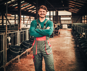 Young farmer in a cowshed on a dairy farm.