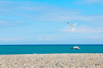 Seagulls over pebble beach