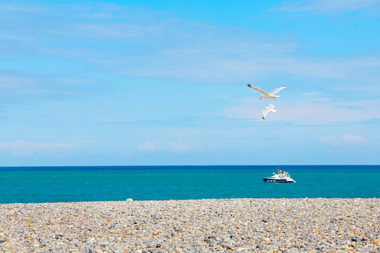 Seagulls over pebble beach