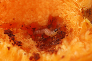 Rotten apricot with worm