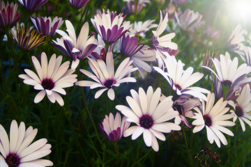 Fototapeta premium Arctotis grandis, blue or violet in the middle