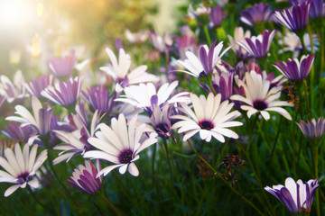 Arctotis grandis, blue or violet in the middle