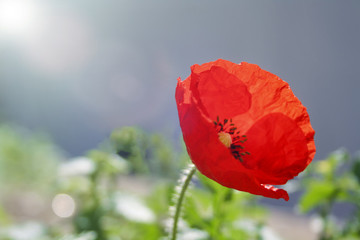 Beautiful poppies in spring with beautiful bokeh, close up
