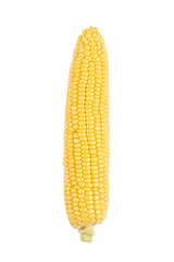 corn cob isolated