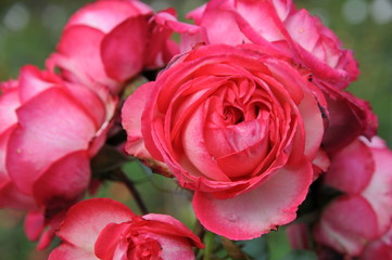 Red, rose, yellow and orange Rose decoration 